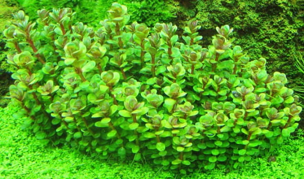 Ammania sp.'Bonsai' roślina do akwarium drugi plan kubek 6cm in vitro.jpg